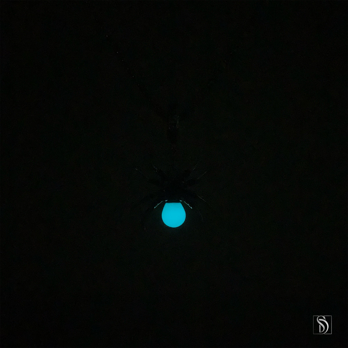 Luminous Spider Pendant Necklace